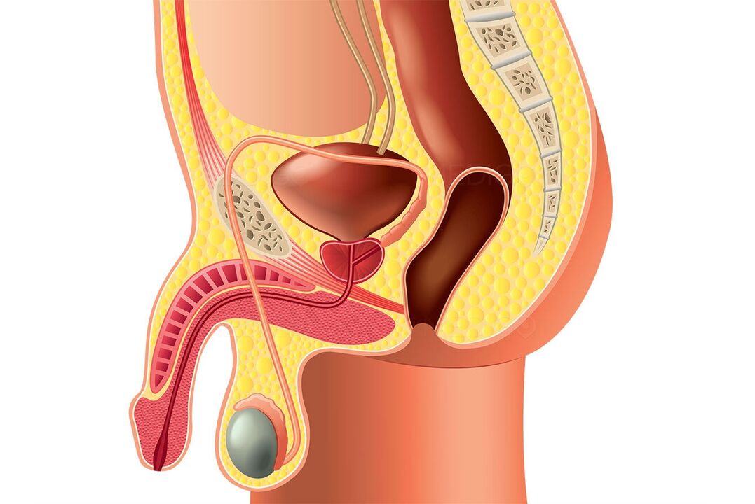 a estrutura do sistema reprodutor masculino e o aumento do pene